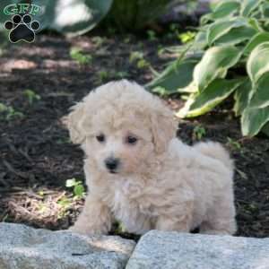 Addie, Bich-Poo Puppy