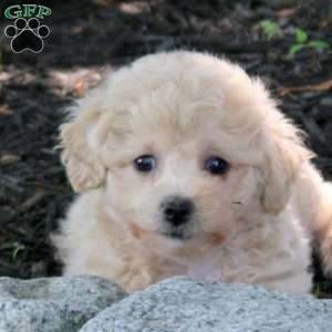 Addie, Bich-Poo Puppy