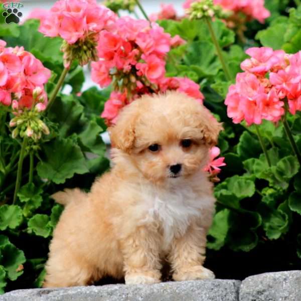 Addie, Havapoo Puppy