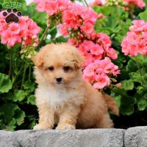 Addie, Havapoo Puppy