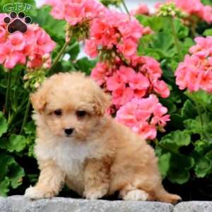 Addie, Havapoo Puppy