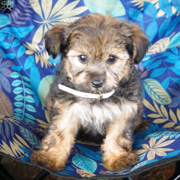 Aden, Yorkie Poo Puppy