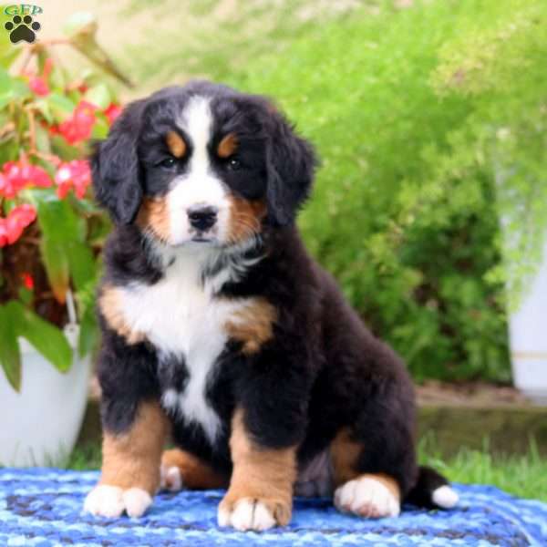 Adrianna, Bernese Mountain Dog Puppy