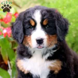Adrianna, Bernese Mountain Dog Puppy