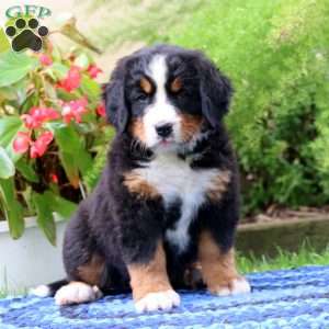 Adrianna, Bernese Mountain Dog Puppy