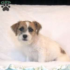 Agusto, Jack Russell Mix Puppy