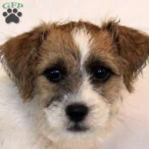 Agusto, Jack Russell Mix Puppy