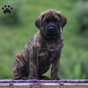 Aiden, English Mastiff Puppy