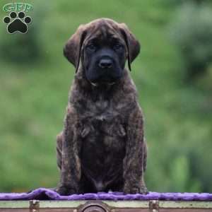 Aiden, English Mastiff Puppy