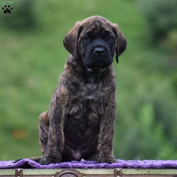 Aiden, English Mastiff Puppy