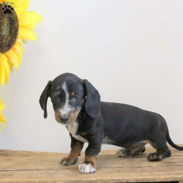 Alan – Mini, Dachshund Puppy