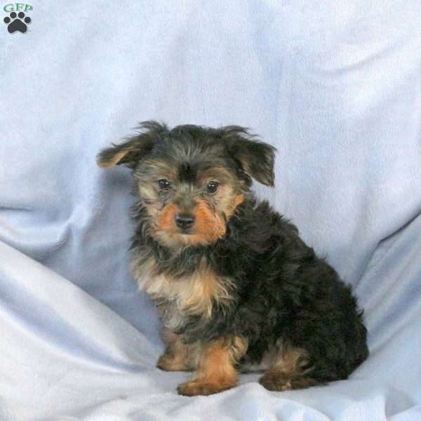 Alan, Yorkie Puppy