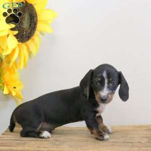 Alan – Mini, Dachshund Puppy