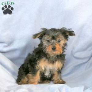 Alan, Yorkie Puppy