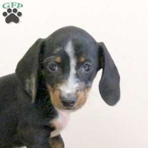 Alan – Mini, Dachshund Puppy