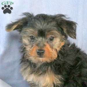 Alan, Yorkie Puppy