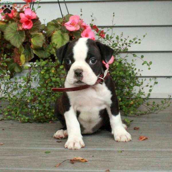 Alba, Boston Terrier Puppy