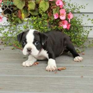Alba, Boston Terrier Puppy