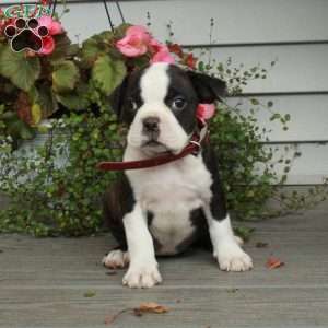 Alba, Boston Terrier Puppy