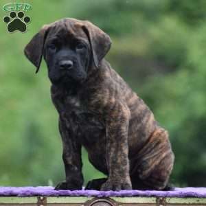 Alberto, English Mastiff Puppy