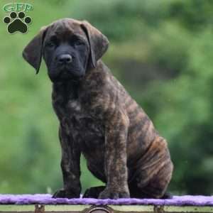 Alberto, English Mastiff Puppy
