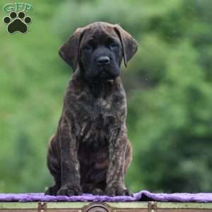 Alberto, English Mastiff Puppy
