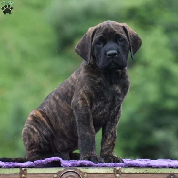 Alberto, English Mastiff Puppy