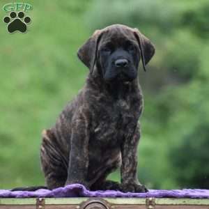 Alberto, English Mastiff Puppy
