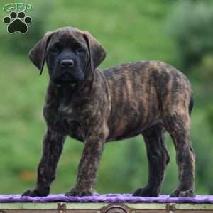 Alberto, English Mastiff Puppy