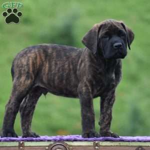 Alberto, English Mastiff Puppy