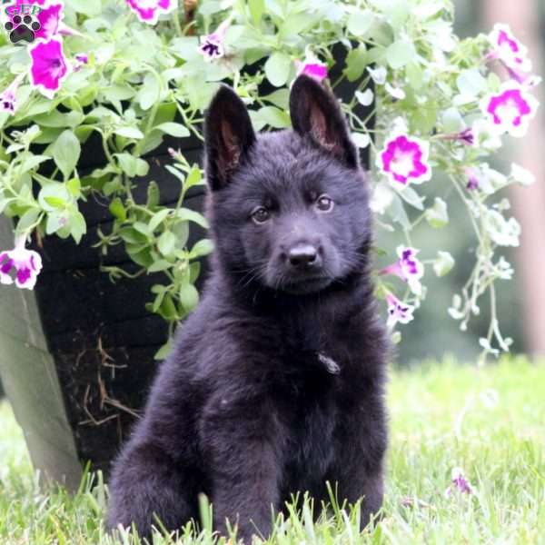 Alec, German Shepherd Puppy