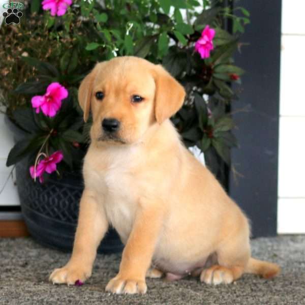 Alec, Yellow Labrador Retriever Puppy