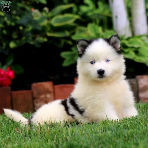 Alec, Pomsky Puppy