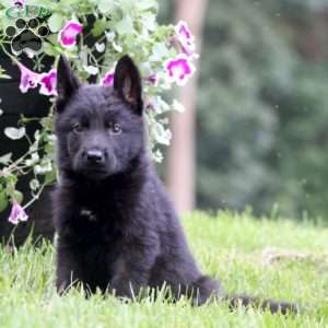 Alec, German Shepherd Puppy