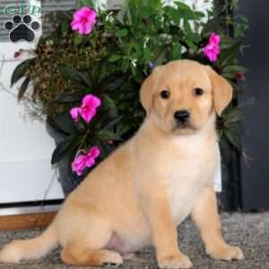 Alec, Yellow Labrador Retriever Puppy