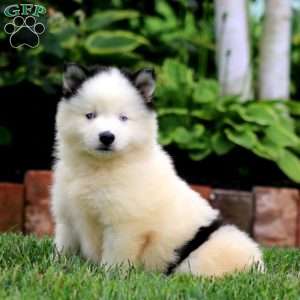 Alec, Pomsky Puppy