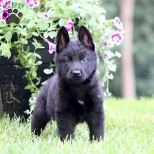 Alec, German Shepherd Puppy