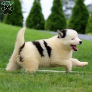 Alec, Pomsky Puppy