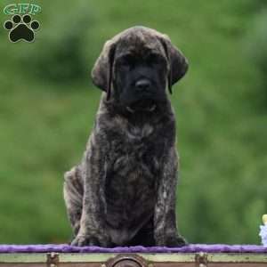 Alex, English Mastiff Puppy