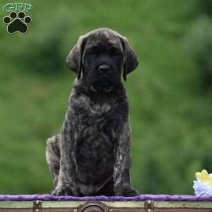Alex, English Mastiff Puppy