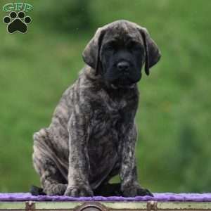 Alex, English Mastiff Puppy