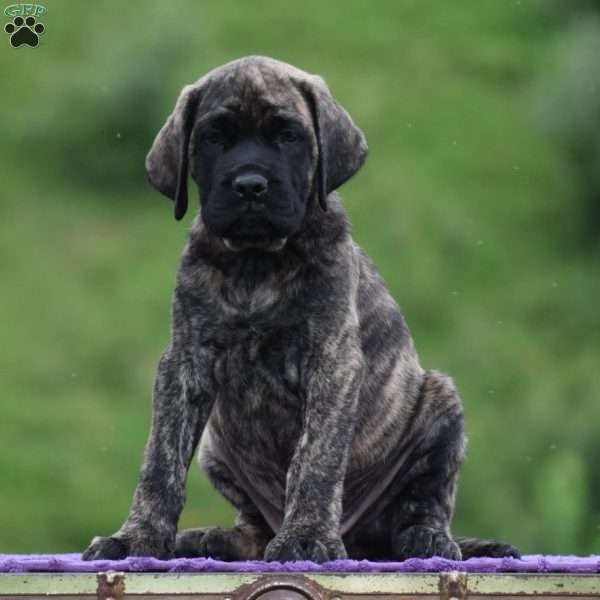 Alex, English Mastiff Puppy