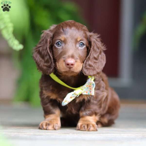 Alex, Dachshund Puppy