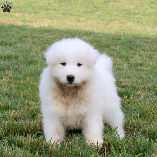 Alex, Samoyed Puppy