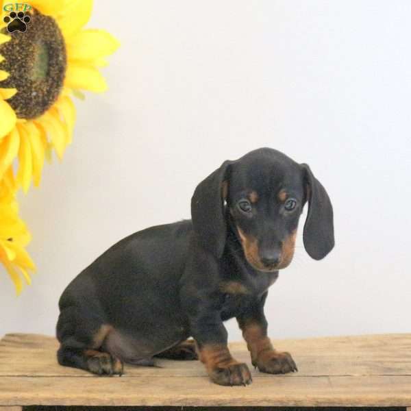 Alex – Mini, Dachshund Puppy