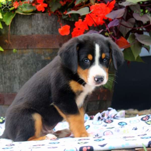 Alex, Greater Swiss Mountain Dog Puppy