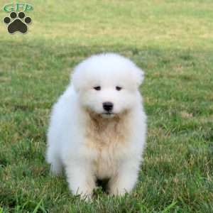 Alex, Samoyed Puppy
