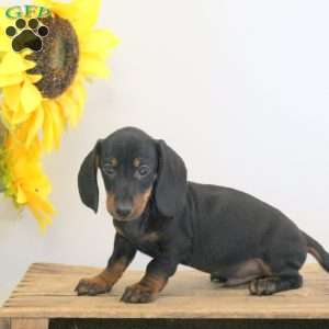 Alex – Mini, Dachshund Puppy