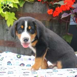 Alex, Greater Swiss Mountain Dog Puppy
