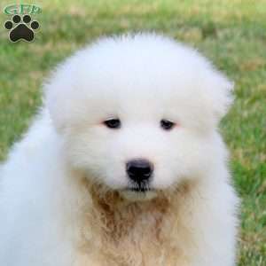 Alex, Samoyed Puppy